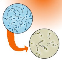 Cell Phone Use Linked to Decreased Sperm Count and Quality